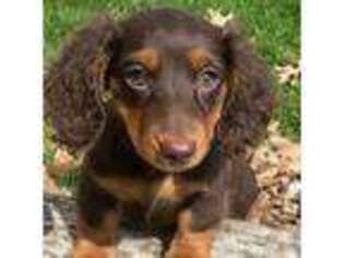 Dachshund Puppy for sale in Industry, IL, USA