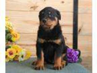 Rottweiler Puppy for sale in New Providence, PA, USA