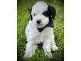 Cavapoo Puppy for sale in Saratoga Springs, UT, USA
