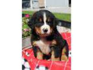 Bernese Mountain Dog Puppy for sale in Millersburg, OH, USA