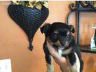 Chihuahua Puppy for sale in Staunton, IL, USA
