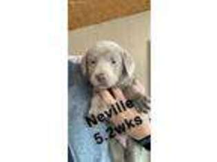 Labrador Retriever Puppy for sale in Oblong, IL, USA