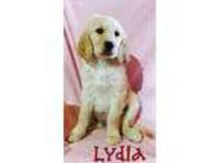 Goldendoodle Puppy for sale in Fowlerville, MI, USA