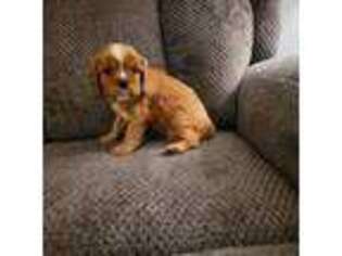 Cavalier King Charles Spaniel Puppy for sale in Caledonia, MI, USA