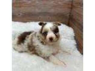 Miniature Australian Shepherd Puppy for sale in Wytheville, VA, USA