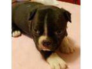 Boston Terrier Puppy for sale in Geneseo, IL, USA