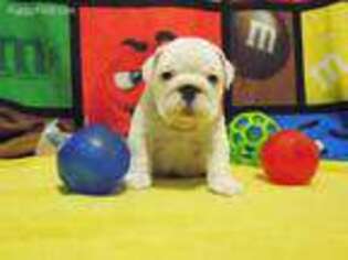 Bulldog Puppy for sale in Bastrop, LA, USA