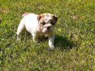 Bulldog Puppy for sale in Rogersville, MO, USA