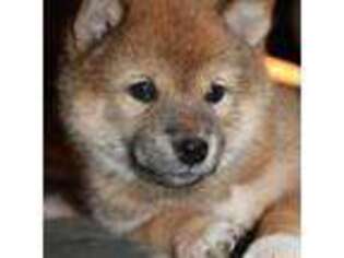 Shiba Inu Puppy for sale in Trego, WI, USA