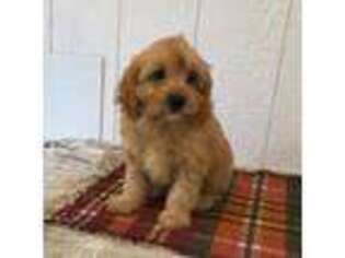 Cavapoo Puppy for sale in Russell, MA, USA