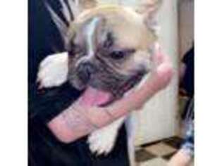 French Bulldog Puppy for sale in Ironton, MO, USA