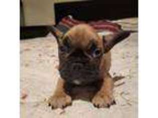 French Bulldog Puppy for sale in Tahlequah, OK, USA