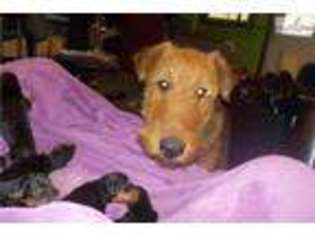 Airedale Terrier Puppy for sale in New Haven, CT, USA