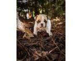 French Bulldog Puppy for sale in Ocean Springs, MS, USA