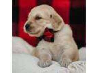 Golden Retriever Puppy for sale in Tallahassee, FL, USA