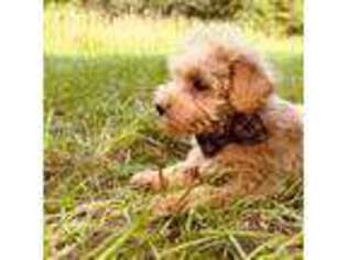 Schnoodle (Standard) Puppy for sale in Statesboro, GA, USA