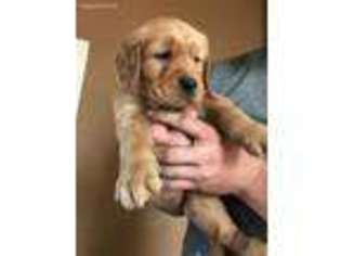 Golden Retriever Puppy for sale in Thorndale, TX, USA