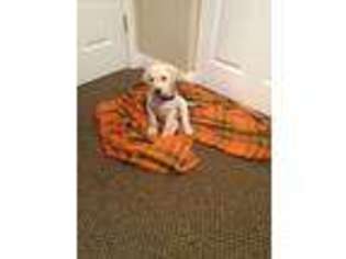 Labrador Retriever Puppy for sale in Brookville, OH, USA