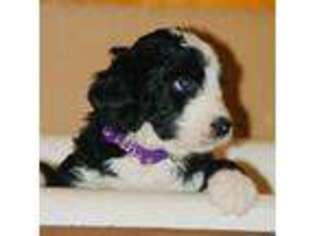 Mutt Puppy for sale in Spearfish, SD, USA
