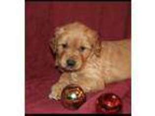 Golden Retriever Puppy for sale in Monticello, IA, USA