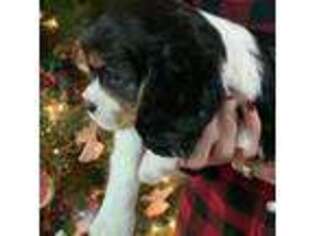 Cavalier King Charles Spaniel Puppy for sale in Blackfoot, ID, USA