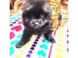 Pomeranian Puppy for sale in Bowling Green, KY, USA