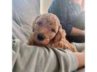 Labradoodle Puppy for sale in Joliet, IL, USA