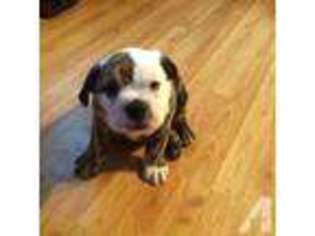 Bulldog Puppy for sale in INEZ, TX, USA