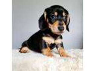 Dachshund Puppy for sale in York, PA, USA