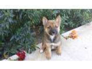 Shiba Inu Puppy for sale in ESCONDIDO, CA, USA