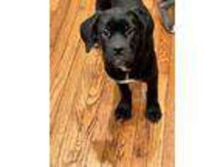 Cane Corso Puppy for sale in Baltimore, MD, USA