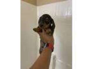 Dachshund Puppy for sale in Raleigh, NC, USA