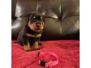 Rottweiler Puppy for sale in Palm Bay, FL, USA