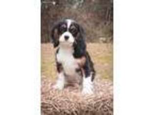 Cavalier King Charles Spaniel Puppy for sale in Irvington, KY, USA