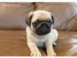 Pug Puppy for sale in Katy, TX, USA