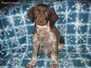 Medium Photo #1 German Shorthaired Pointer Puppy For Sale in Quarryville, PA, USA
