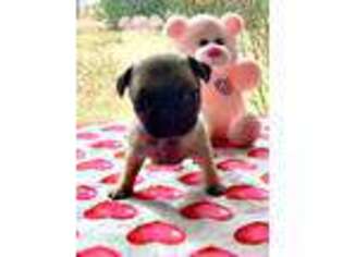 Pug Puppy for sale in Crossville, TN, USA