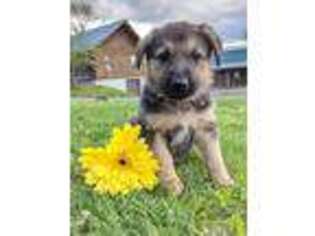 German Shepherd Dog Puppy for sale in Mc Veytown, PA, USA