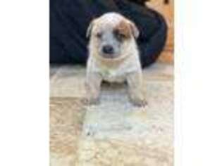Australian Cattle Dog Puppy for sale in Eagle Creek, OR, USA