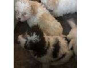 Havanese Puppy for sale in Buffalo, NY, USA