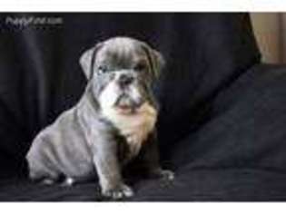 Bulldog Puppy for sale in Provincetown, MA, USA