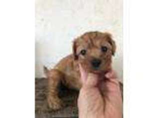 Cavapoo Puppy for sale in Saint Hedwig, TX, USA