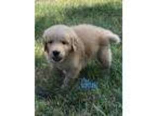 Golden Retriever Puppy for sale in Meeker, OK, USA