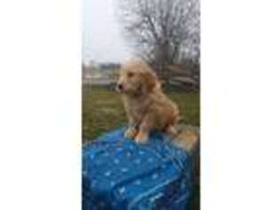 Goldendoodle Puppy for sale in Winfield, PA, USA