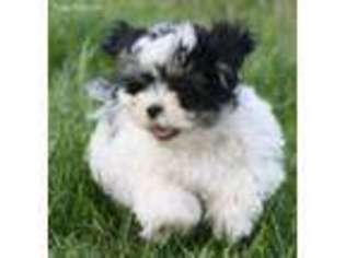 Mal-Shi Puppy for sale in Devils Lake, ND, USA