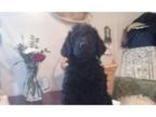 Labradoodle Puppy for sale in Richland, WA, USA