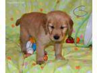 Golden Retriever Puppy for sale in Jellico, TN, USA