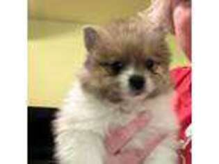 Pomeranian Puppy for sale in Edmond, OK, USA