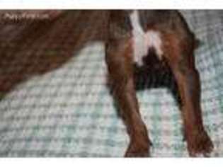 Medium Photo #1 Rhodesian Ridgeback Puppy For Sale in Hamtramck, MI, USA