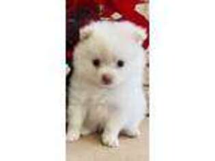 Pomeranian Puppy for sale in Evansville, MN, USA
